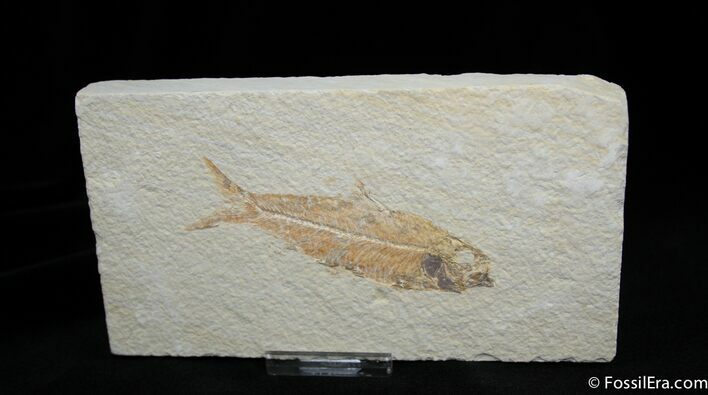 Fossil Fish Knightia Eocaena ( Inches) #829